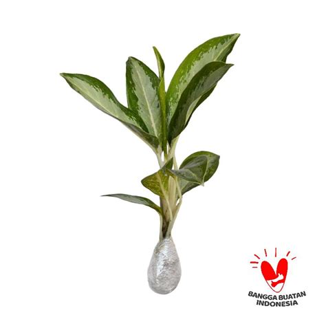 gambar tanaman dieffenbachia terbaik informasi seputar tanaman hias