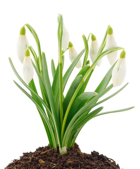 Premium Photo | Snowdrop flower isolated on white