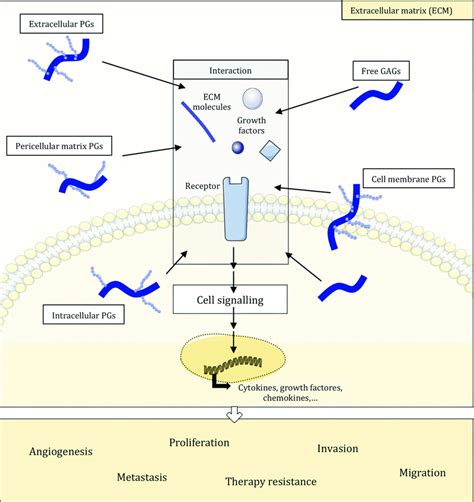 GAG Localization And Role In Cancer GAGs And PGs Are Part Of The ECM