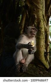 Monkey Eating Fruit Stock Photo 1009968697 | Shutterstock