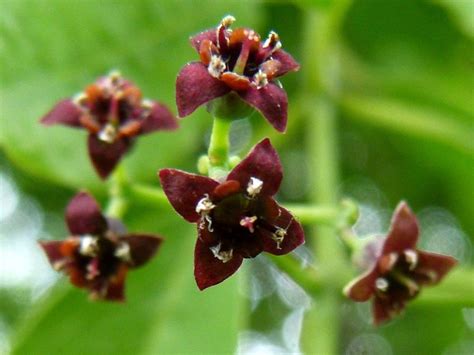 Santalum Album Eflora Of India