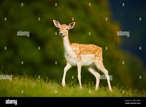 European Fallow Deer Dama Dama Doe Walking On A Meadow Kitzbuehel