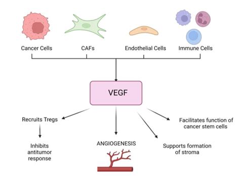 Vegf Secretion And Its Effects In Malignant Tumors Caf