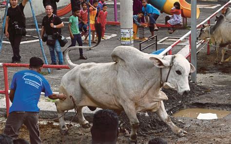 One tonne Brahman cattle sacrificed for Aidiladha | New Straits Times ...