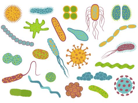 ¿sabías Que Existe Una Clasificación De Virus Y Bacterias Como Agentes Biológicos