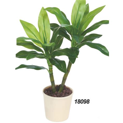 Green Lucky Bamboo Plants At Rs 1100 In Coimbatore Id 4101277333