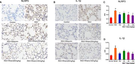 Frontiers Rhein Suppresses Lung Inflammatory Injury Induced By Human