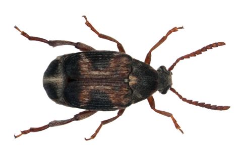 Cowpea Weevil: Protect Your Stored Grains from Infestations | Western Pest