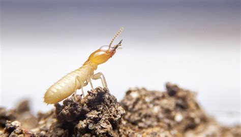 Termites Brisbane Qld Tcs Pest And Termite Management