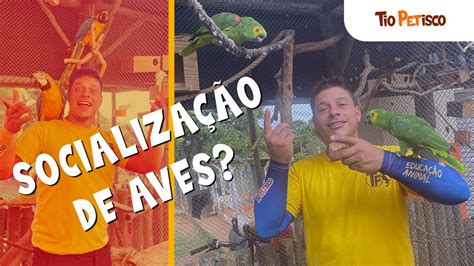 Como juntar duas aves Ensine aves a conviver em harmônia