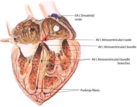 Frog Heart Diagram Back View