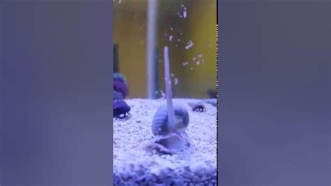 Nassarius Snail Doing His Job Very Cool Close Up Youtube