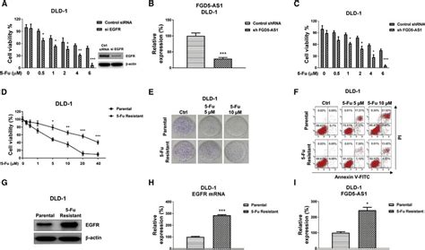 Roles Of Egfr And Fgd5 As1 In 5 Fu Resistant Crc Cells A Dld 1 Cells