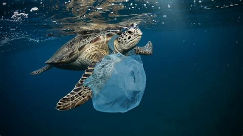 Bis Zum Jahr 2050 Bald Mehr Plastik Als Fische Im Meer