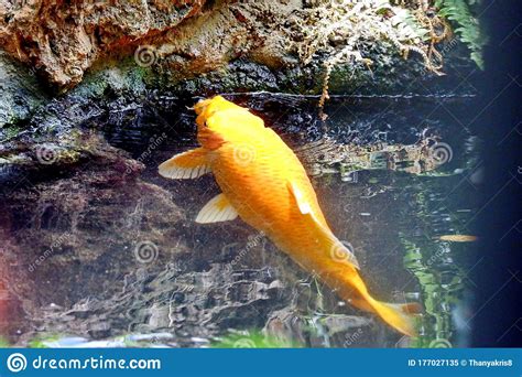 Koi Fish Swimming In The Pond Stock Image Image Of Waterfront Focus