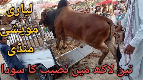 Lyari Mavshi Mandi Lyari Cow Mandi Lyari Cattle Market Lyari