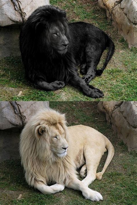 Albino Black Lion