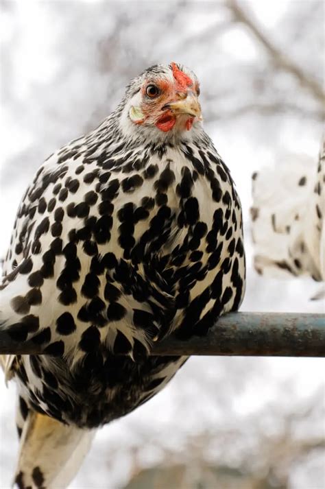 Black And White Chicken Breeds Our Chanel Poultry List Outdoor