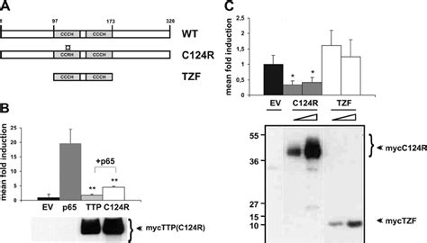 Attenuation Of Nf B Activity Is Independent Of The Mrna Binding