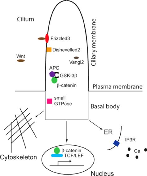 Wnt Signaling Pathway In The Primary Cilia Binding Of Wnt To Frizzled3