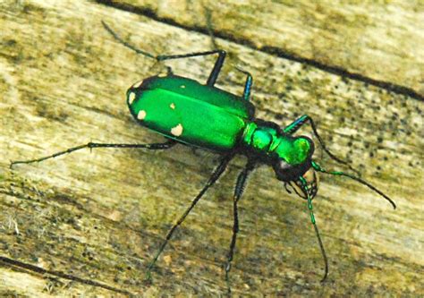 Six Spotted Tiger Beetle Whats That Bug