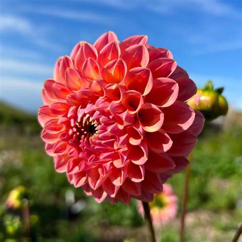 Pick Your Own Flowers Muddy Stilettos Dorset Somerset Muddy Stilettos