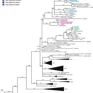 Majority Rule Consensus Tree Obtained From Bayesian Analysis Of