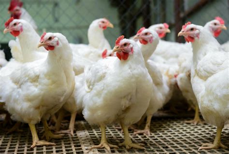 South West Chicken Association Replaces Conference With March Webinar Poultry News