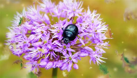 Beetle Flowers Purple - Free photo on Pixabay - Pixabay