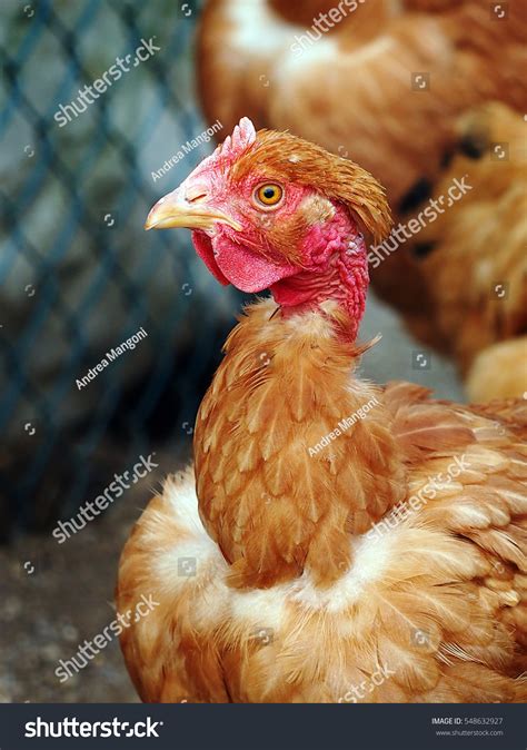 Poultry Naked Neck Pullet Hen Stock Photo 548632927 Shutterstock