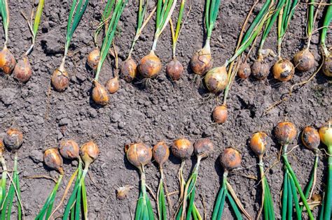 Onion The Freshly Harvested Onion Crop Is Drying On The Ground Stock