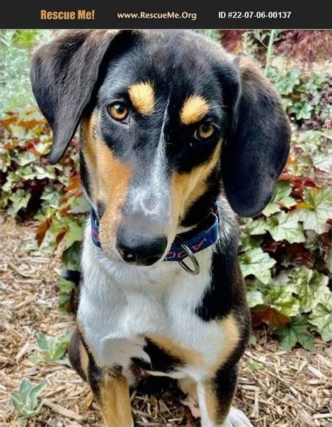 ADOPT 22070600137 Black And Tan Coonhound Rescue Waynesboro VA