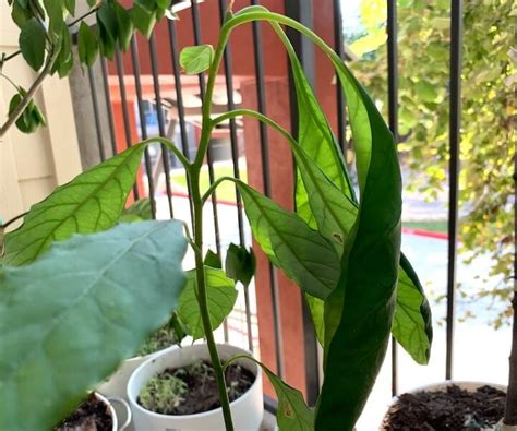 6 Reasons Avocado Tree Leaves Curl And How To Fix Them Couch To Homestead