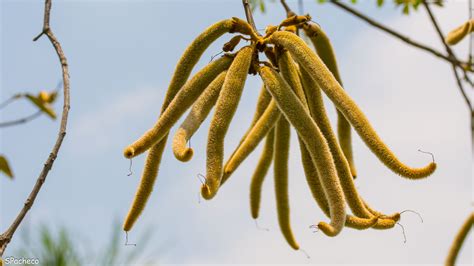 Fotos De Ipê Amarelo Tabebuia Chrysotricha