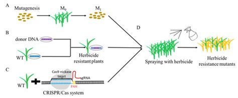 Genes Free Full Text The Development Of Herbicide Resistance Crop Plants Using Crisprcas9