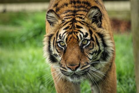 Portrait of a Tiger in Its Habitat Stock Image - Image of exotic, wildlife: 261455067