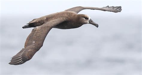 Black-footed Albatross Identification, All About Birds, Cornell Lab of ...