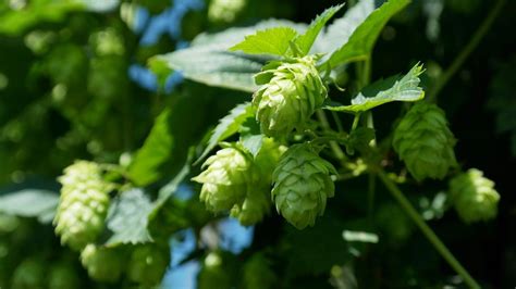 Growing Hops In Containers, Pots For Beginners | Gardening Tips