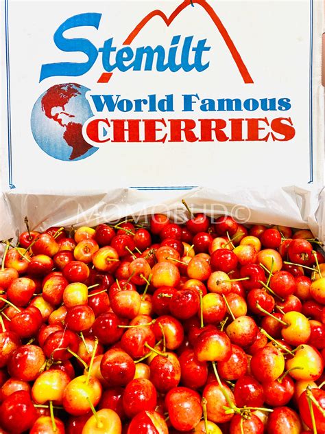 Washington Stemilt Rainier Cherry — Momobud