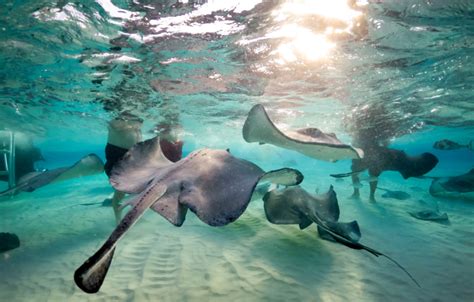 Stingray City Tours Grand Cayman I Wyndham Reef Resort