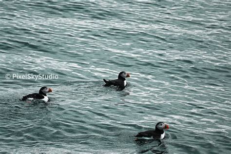 Iceland Photography, Puffins in Iceland, Wildlife Art Print, Iceland ...