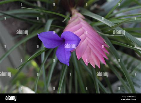 epiphytic pink quill (Tillandsia cyanea, Wallisia cyanea Stock Photo - Alamy