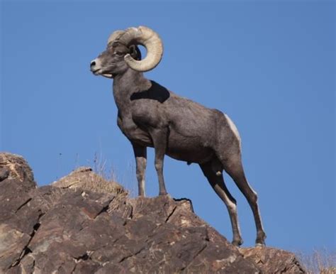 Native Animals of Utah: Ram in Snowy Habitat