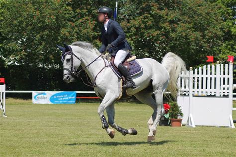 Stallion - White Grey - Show Jumping by OrleanTribute on DeviantArt