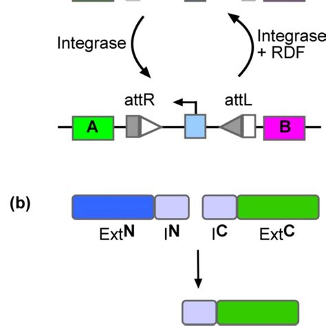 Building Blocks For Split Intein Mediated Trans Splicing Of ϕc31