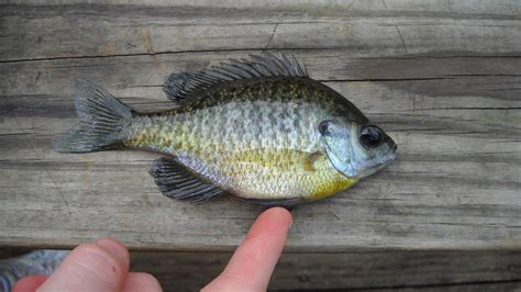 Why Everything You Know About Bluegill Management Is Wrong Cool Green