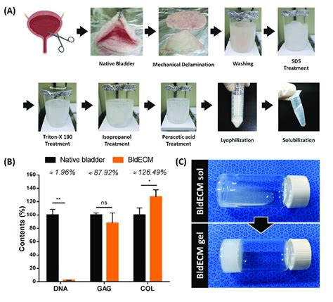 Preparation Of The Decellularized Extracellular Matrix From The Bladder