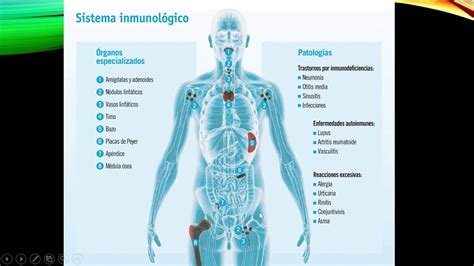 Sistema Inmunológico Parte 1 Youtube