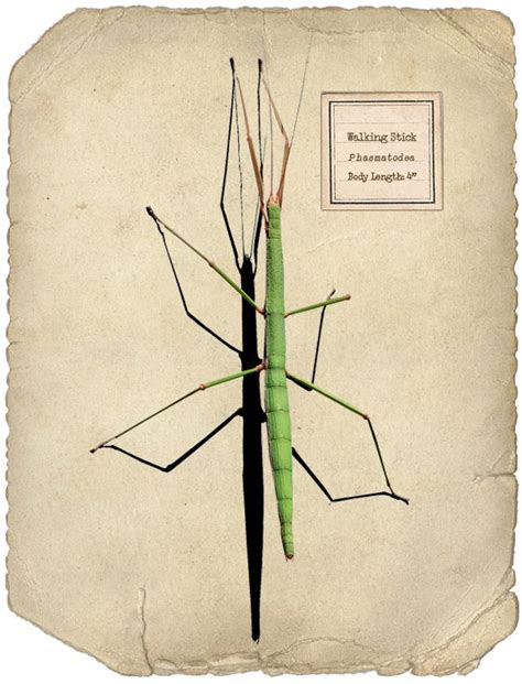 Geninnes Art Blog October 2010 Stick Insect Insects Walking Stick Bug