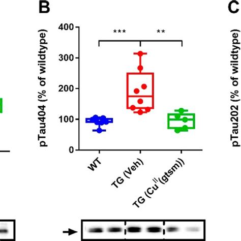 Cu Ii Gtsm Reduces The Levels Of Phospho Tau In App Ps Mice Western